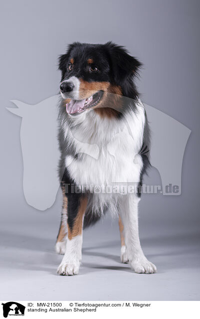 stehender Australian Shepherd / standing Australian Shepherd / MW-21500