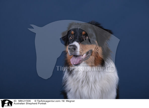 Australian Shepherd Portrait / Australian Shepherd Portrait / MW-21506