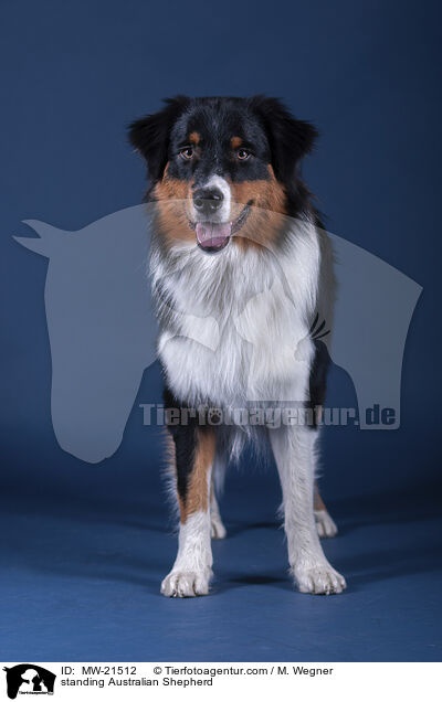 stehender Australian Shepherd / standing Australian Shepherd / MW-21512