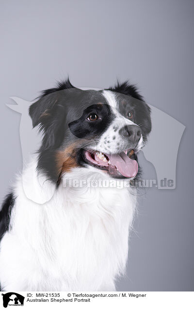 Australian Shepherd Portrait / Australian Shepherd Portrait / MW-21535