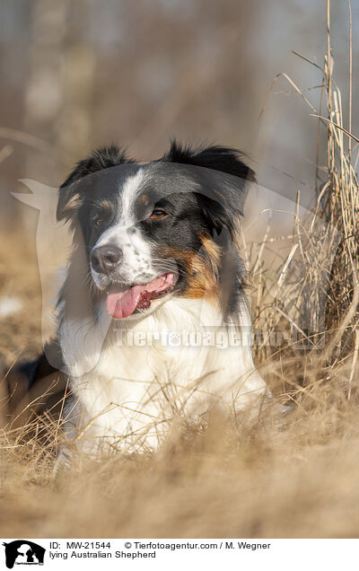 liegender Australian Shepherd / lying Australian Shepherd / MW-21544