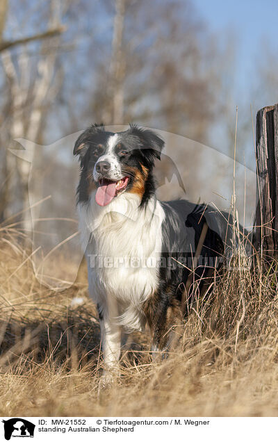 stehender Australian Shepherd / standing Australian Shepherd / MW-21552