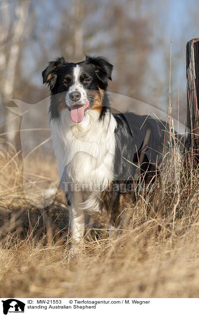 stehender Australian Shepherd / standing Australian Shepherd / MW-21553