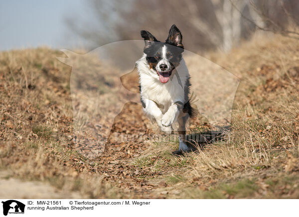 rennender Australian Shepherd / running Australian Shepherd / MW-21561