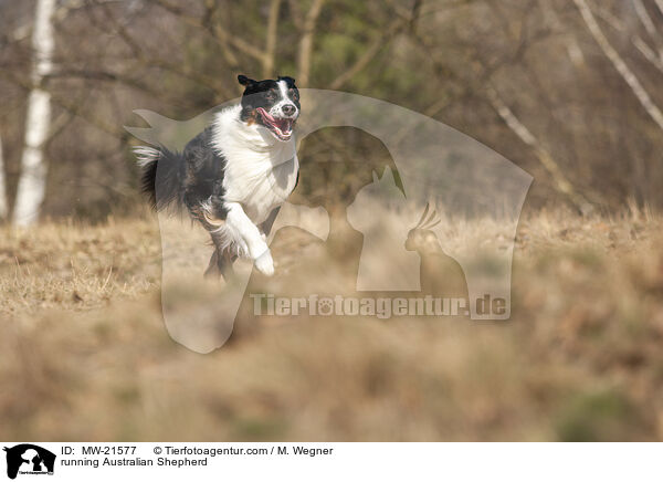 rennender Australian Shepherd / running Australian Shepherd / MW-21577