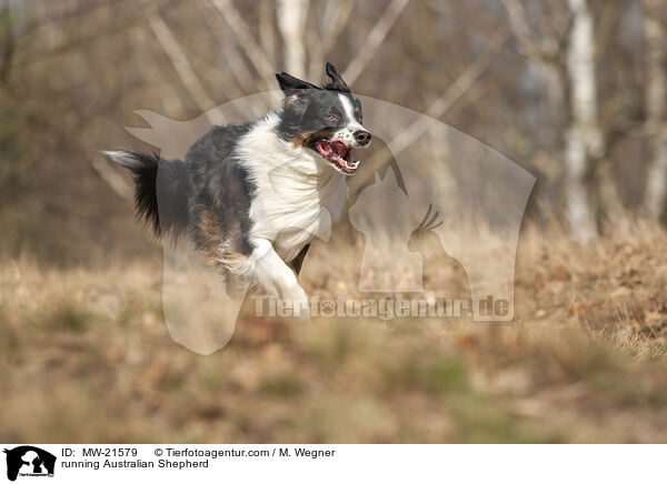 rennender Australian Shepherd / running Australian Shepherd / MW-21579