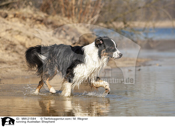 rennender Australian Shepherd / running Australian Shepherd / MW-21584