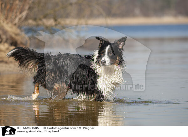 rennender Australian Shepherd / running Australian Shepherd / MW-21585