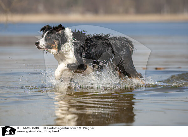 rennender Australian Shepherd / running Australian Shepherd / MW-21598