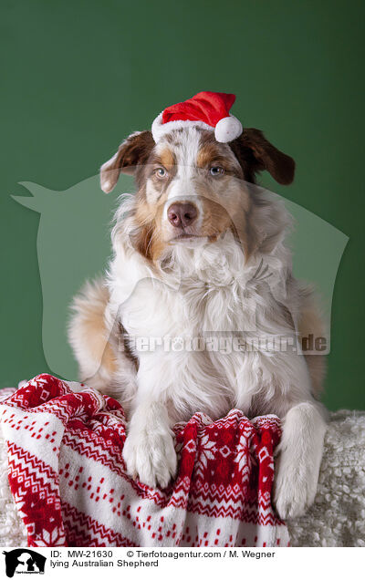 liegender Australian Shepherd / lying Australian Shepherd / MW-21630