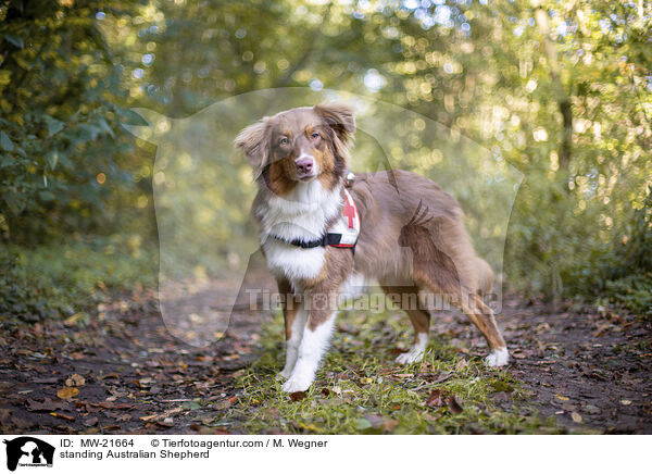 standing Australian Shepherd / MW-21664