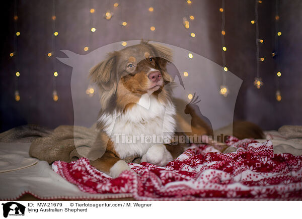 liegender Australian Shepherd / lying Australian Shepherd / MW-21679