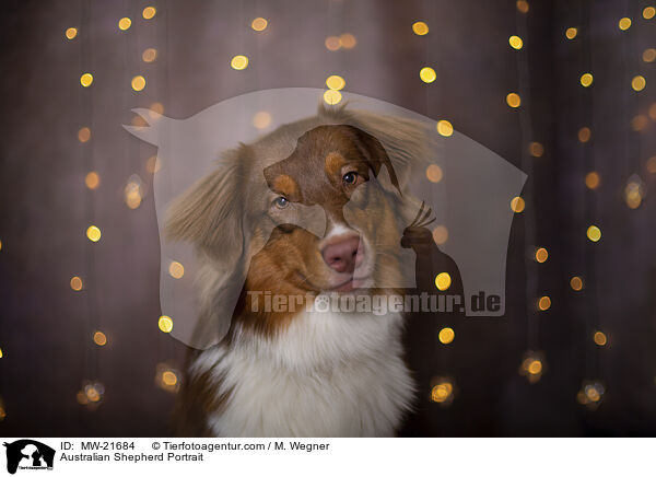 Australian Shepherd Portrait / Australian Shepherd Portrait / MW-21684