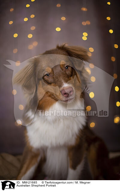 Australian Shepherd Portrait / Australian Shepherd Portrait / MW-21685