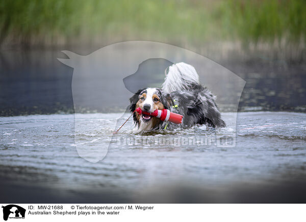 Australian Shepherd spielt im Wasser / Australian Shepherd plays in the water / MW-21688