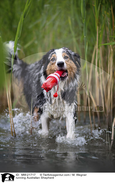 rennender Australian Shepherd / running Australian Shepherd / MW-21717