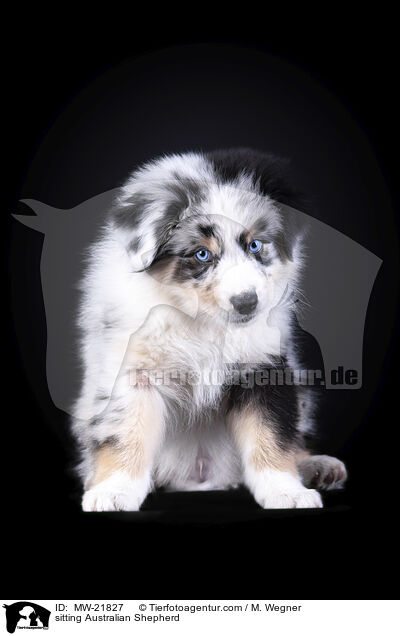 sitzender Australian Shepherd / sitting Australian Shepherd / MW-21827