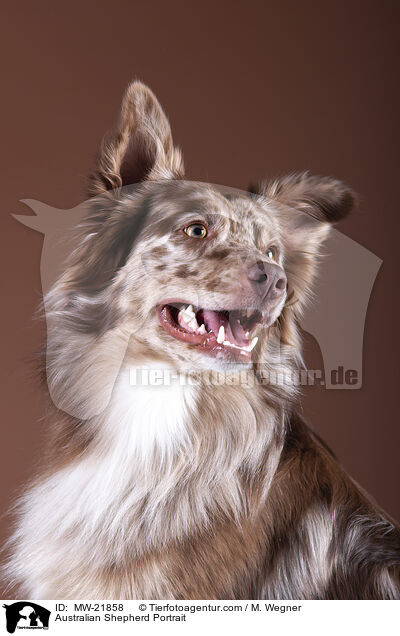 Australian Shepherd Portrait / Australian Shepherd Portrait / MW-21858