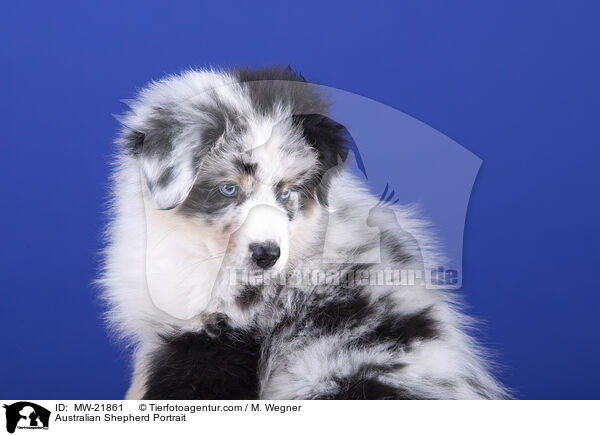 Australian Shepherd Portrait / Australian Shepherd Portrait / MW-21861