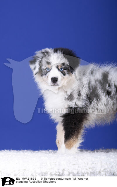 stehender Australian Shepherd / standing Australian Shepherd / MW-21865