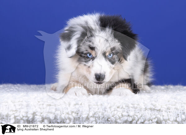 liegender Australian Shepherd / lying Australian Shepherd / MW-21872