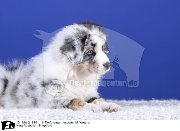 liegender Australian Shepherd / lying Australian Shepherd / MW-21886