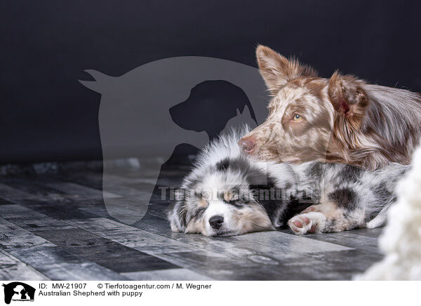 Australian Shepherd mit Welpe / Australian Shepherd with puppy / MW-21907