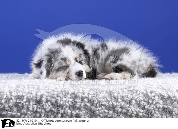 liegender Australian Shepherd / lying Australian Shepherd / MW-21910