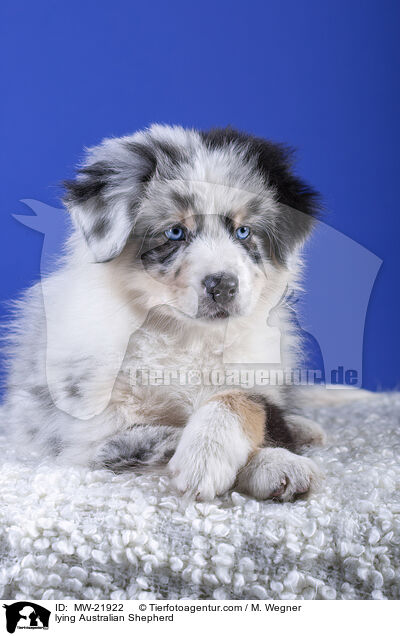 liegender Australian Shepherd / lying Australian Shepherd / MW-21922