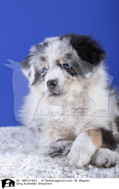 liegender Australian Shepherd / lying Australian Shepherd / MW-21923