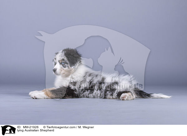 liegender Australian Shepherd / lying Australian Shepherd / MW-21926