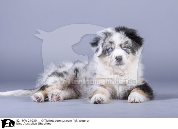 liegender Australian Shepherd / lying Australian Shepherd / MW-21930