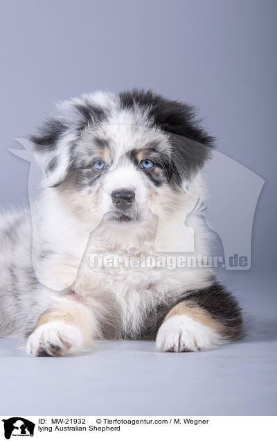 liegender Australian Shepherd / lying Australian Shepherd / MW-21932