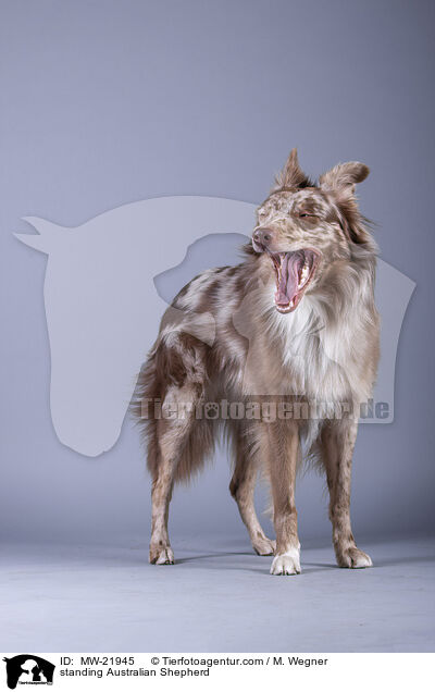 stehender Australian Shepherd / standing Australian Shepherd / MW-21945