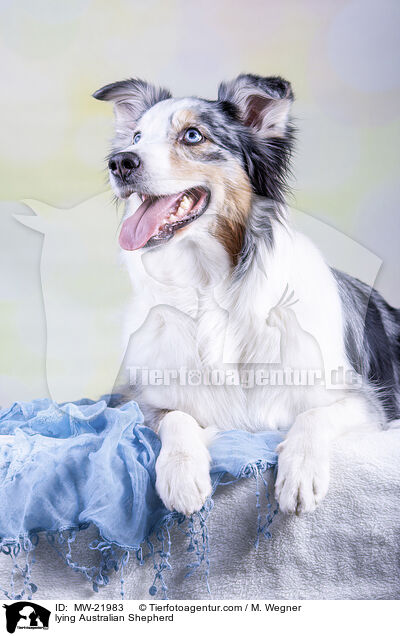 liegender Australian Shepherd / lying Australian Shepherd / MW-21983