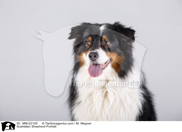 Australian Shepherd Portrait / Australian Shepherd Portrait / MW-22105