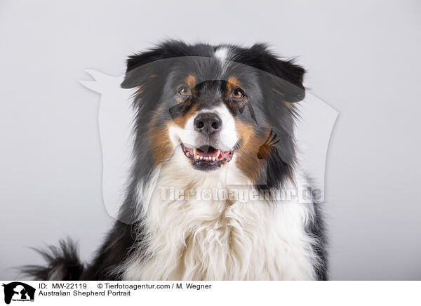 Australian Shepherd Portrait / Australian Shepherd Portrait / MW-22119