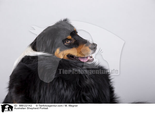 Australian Shepherd Portrait / Australian Shepherd Portrait / MW-22142