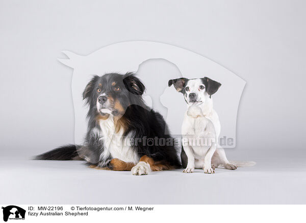 fizzy Australian Shepherd / fizzy Australian Shepherd / MW-22196