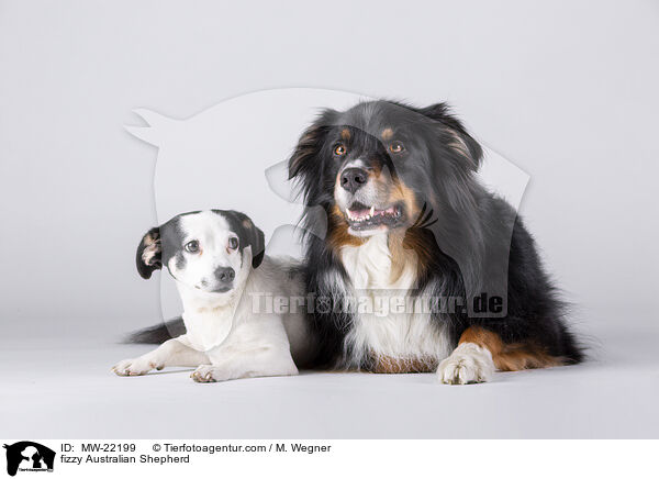 fizzy Australian Shepherd / fizzy Australian Shepherd / MW-22199