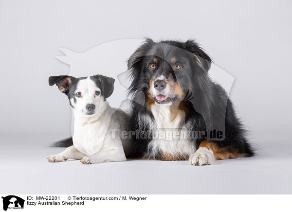 fizzy Australian Shepherd / fizzy Australian Shepherd / MW-22201