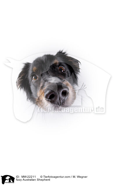 fizzy Australian Shepherd / fizzy Australian Shepherd / MW-22211