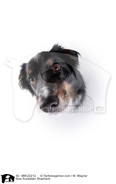 fizzy Australian Shepherd / fizzy Australian Shepherd / MW-22212