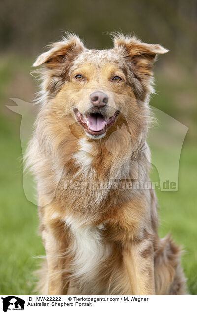 Australian Shepherd Portrait / Australian Shepherd Portrait / MW-22222