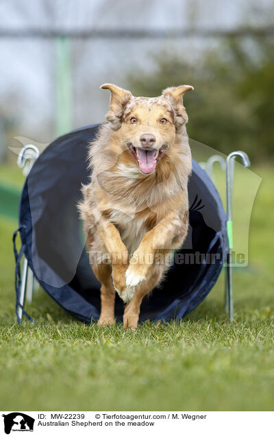 Australian Shepherd auf der Wiese / Australian Shepherd on the meadow / MW-22239