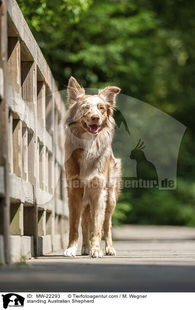 stehender Australian Shepherd / standing Australian Shepherd / MW-22293