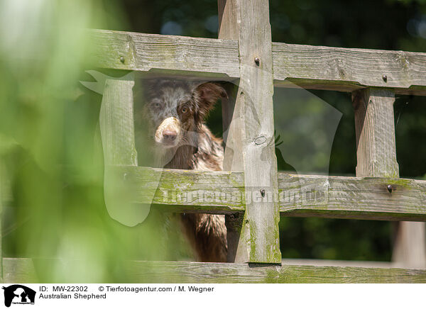 Australian Shepherd / Australian Shepherd / MW-22302