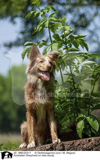 Australian Shepherd auf Baumstumpf / Australian Shepherd on tree stump / MW-22311