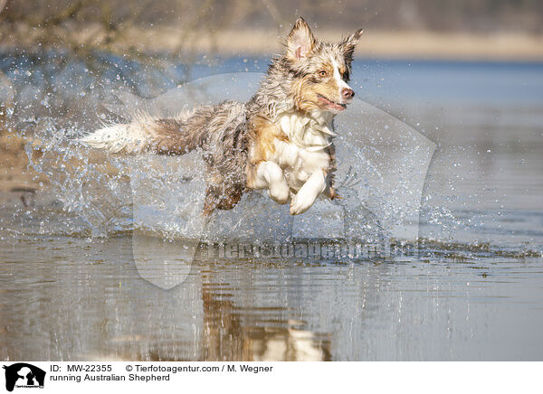 rennender Australian Shepherd / running Australian Shepherd / MW-22355