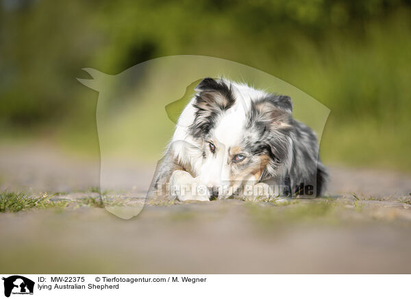 liegender Australian Shepherd / lying Australian Shepherd / MW-22375